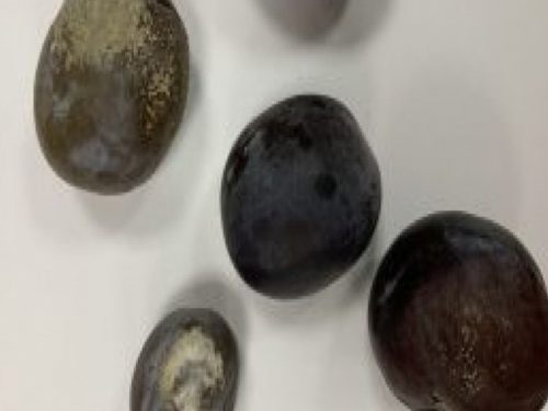 Ռուսաստանում Հայաստանից ներմուծված սալորների վրա շագանակագույն մոնիլիոզ փտածություն է հայտնաբերվել