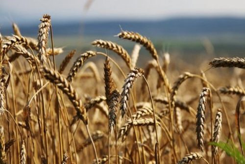 Россия временно запретила экспорт твердых сортов пшеницы