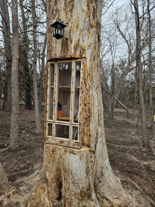 Բուսաբանական այգու ծառերից մեկը հատելու փոխարեն ծառ-գրադարան են դարձրել