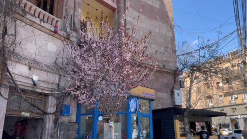 Иудейское дерево и Софора – новые гости Еревана: какие деревья будут посажены в Ереване?