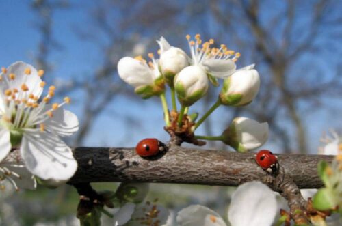Օդի ջերմաստիճանը կբարձրանա. եղանակը Հայաստանում