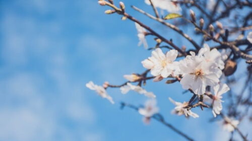 Տեղումներ չեն լինի․ եղանակը՝ առաջիկա օրերին