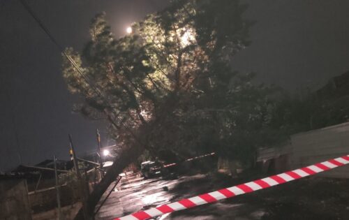 Tree breaks in Yerevan due to wind and falls on a 77-year-old person