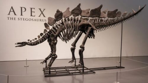 Dinosaur skeleton sells at auction for record $44.6 million