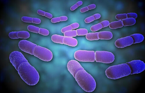 Вспышка опасного и редкого заболевания произошла в США и Канаде, есть жертвы