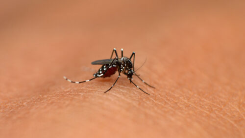 Что делать, чтобы избежать лихорадки Западного Нила?
