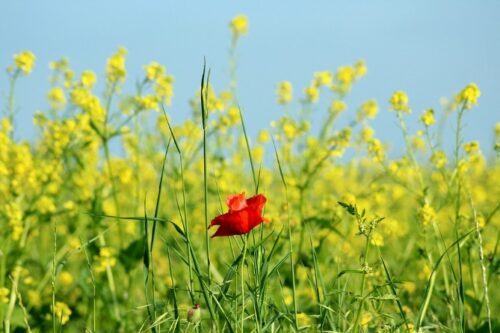 Սպասվում է առանց տեղումների եղանակ