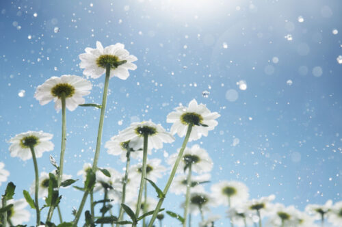 Սպասվում է առանց տեղումների եղանակ