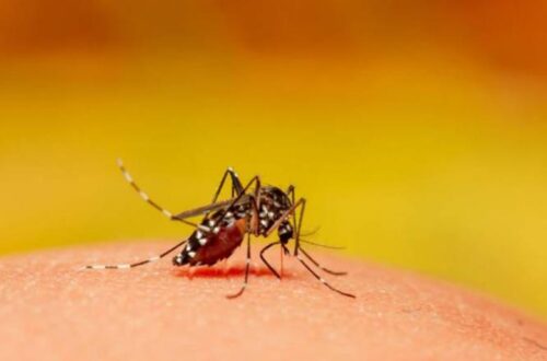 Вероятный источник лихорадки Западного Нила – птицы, переносчик – комар Culex pipiens