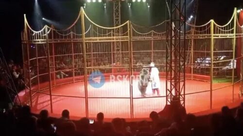 Angry bear attacks trainer during circus performance in Russia