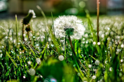 Օդի ջերմաստիճանը կնվազի. եղանակը` Հայաստանում