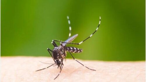 За неделю в республике зафиксировано 16 случаев лихорадки Нила