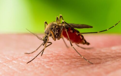 3 die from West Nile fever