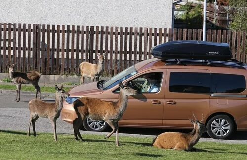 Deer “attack” Scottish village