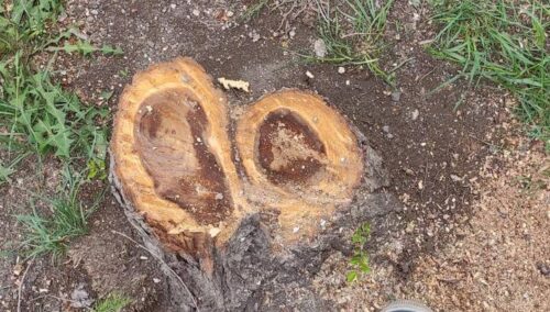 Горожанин срубил 45 тополей в Давташене