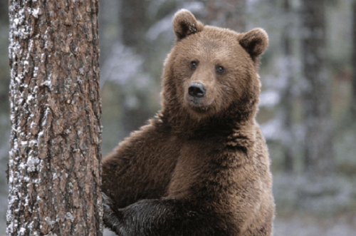 «Հրազդան» մարզադաշտի հարակից շուկայում թարմ մորթած արջեր են վաճառել