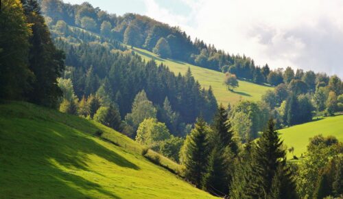 1 billion trees to be planted in Denmark to reduce fertilizer usage