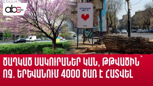 Cherry trees in blossom with no oxygen: 4,000 trees cut down in Yerevan