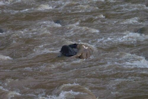 Գառներին արածեցնող հովիվը դի է հայտնաբերել