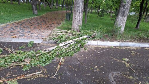 Քանաքեռում ծառը պոկվել և ընկել է տղամարդու գլխին