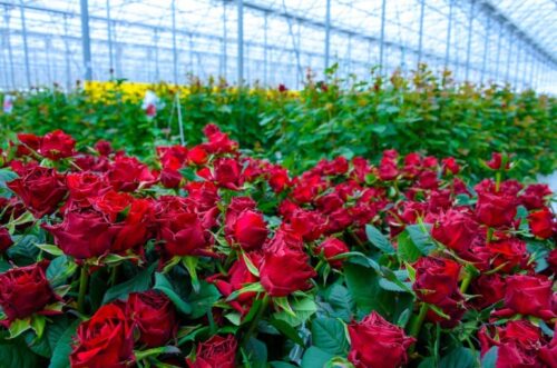 «Ռոսսելխոզնադզորը» մտահոգություն է հայտնել ՀՀ-ից ապրանքների մատակարարման խախտումների վերաբերյալ