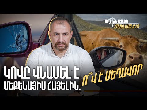 ДТП на шоссе: кто виноват — водитель или владелец животного? #Ореначап․ Приложение 18px