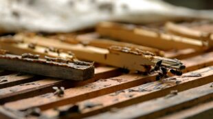 Արցախը տալը հավասար է Երևանը տալուն, ազգը հաշտ չէ այս իրողությանը․ Դսեղի բնակիչ