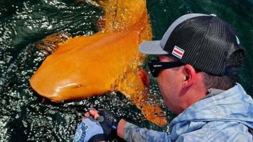 Rare bright orange shark discovered in Costa Rica