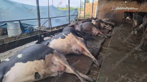 Արարատի մարզում կայծակի հարվածից 8 կով է սատկել