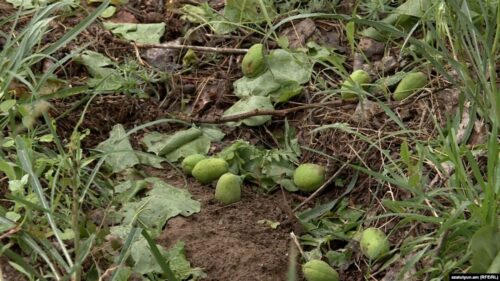 Եթե ծիրանի այգին կարկուտից ամբողջությամբ վնասվել է, գյուղացին պետությունից կստանա 301 հազար դրամ