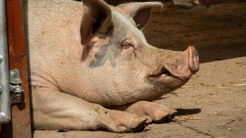 Pig-to-human liver transplant keeps patient alive for 171 days