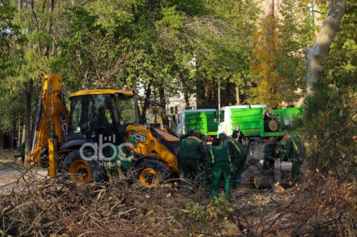 Деревья, вырубленные в саду консерватории, оказались сухими, весной будут посажены новые: разъяснения мэрии ABC Media
