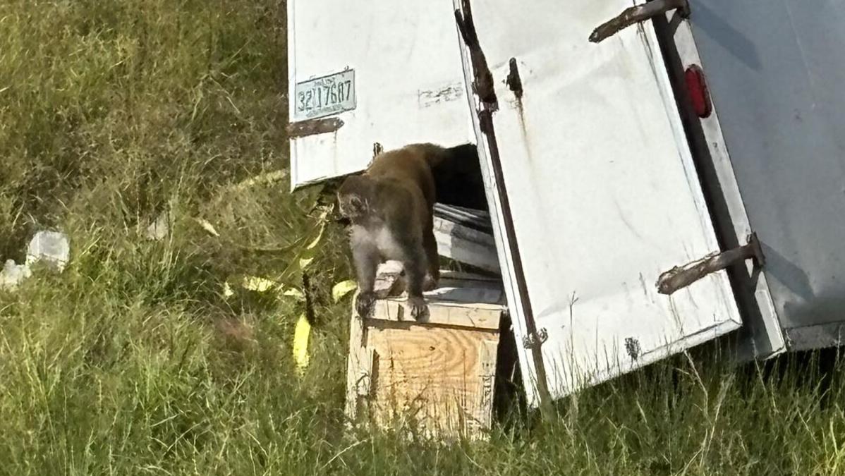 ԱՄՆ-ում հեպատիտ C-ով և COVID-19-ով վարակված կապիկներ են փախել բեռնատարից ԱՄՆ-ում հեպատիտ C-ով և COVID-19-ով վարակված կապիկներ են փախել բեռնատարից