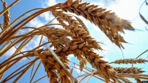 Experts says wheat imported via Azerbaijan has low nutritional value