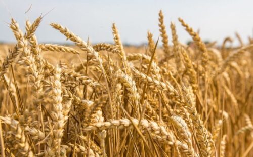 Опасная или безопасная пшеница? Что поставляется в Армению? Разъяснения официальных лиц