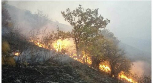 Какова ситуация в лесах Дилижана? Депутат парламента передал подробности ABC Media