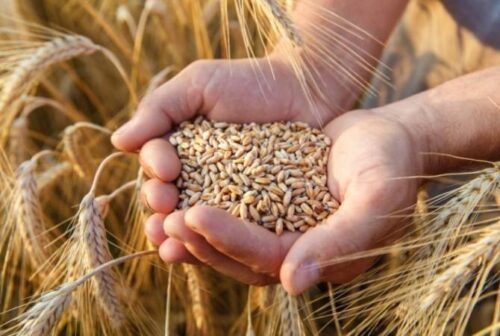 Political defiance instead of pragmatic calculation: Experts comment on Armenia’s potential shift from Russian to Ukrainian wheat