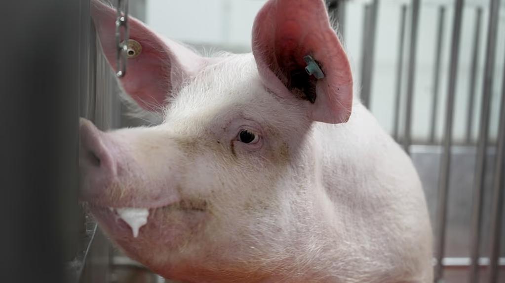 Pig kidney transplanted into human in US Pig kidney transplanted into human in US