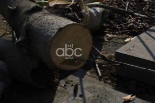 Երևանում շուրջ 10 հազար վթարային ծառ ենթակա է հատման. ՀՈԱԿ-ի պարզաբանումը