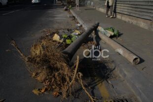 Երևանում շուրջ 10 հազար վթարային ծառ ենթակա է հատման. ՀՈԱԿ-ի պարզաբանումը