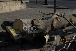 Երևանում շուրջ 10 հազար վթարային ծառ ենթակա է հատման. ՀՈԱԿ-ի պարզաբանումը