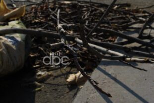 Երևանում շուրջ 10 հազար վթարային ծառ ենթակա է հատման. ՀՈԱԿ-ի պարզաբանումը