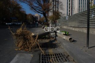 Երևանում շուրջ 10 հազար վթարային ծառ ենթակա է հատման. ՀՈԱԿ-ի պարզաբանումը