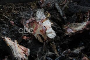 Երևանում շուրջ 10 հազար վթարային ծառ ենթակա է հատման. ՀՈԱԿ-ի պարզաբանումը