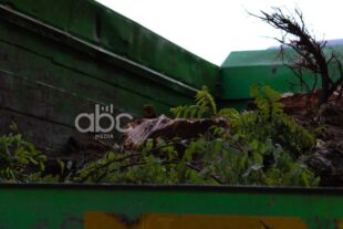 Երևանում շուրջ 10 հազար վթարային ծառ ենթակա է հատման. ՀՈԱԿ-ի պարզաբանումը