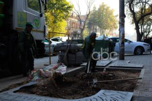 Երևանում շուրջ 10 հազար վթարային ծառ ենթակա է հատման. ՀՈԱԿ-ի պարզաբանումը