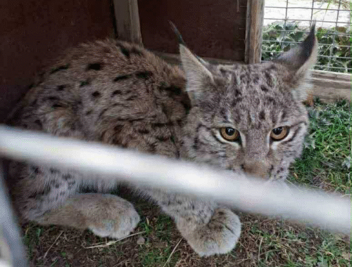 Погиб рысёнок