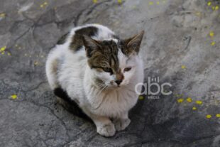 Конд на перекрёстке прошлого и неопределённого будущего (фоторепортаж)