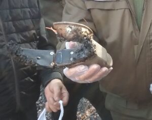 Կտրել են ազնվացեղ եղջերուի ռադիոընդունիչով վզկապն ու, ըստ երևույթին, գողացել կենդանուն Կտրել են ազնվացեղ եղջերուի ռադիոընդունիչով վզկապն ու, ըստ երևույթին, գողացել կենդանուն