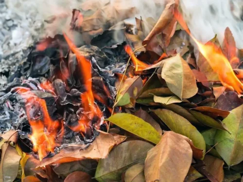 998 դեպք, 1․75 մլն դրամ տուգանք, 3 քրեական գործ․ ինչպես է տերևների այրումը թունավորում Երևանը